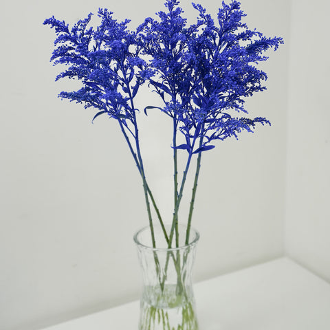 Aster Solidago (Dyed color)