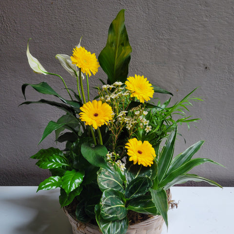 Loving Light Dishgarden