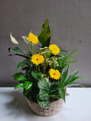 Loving Light Dishgarden