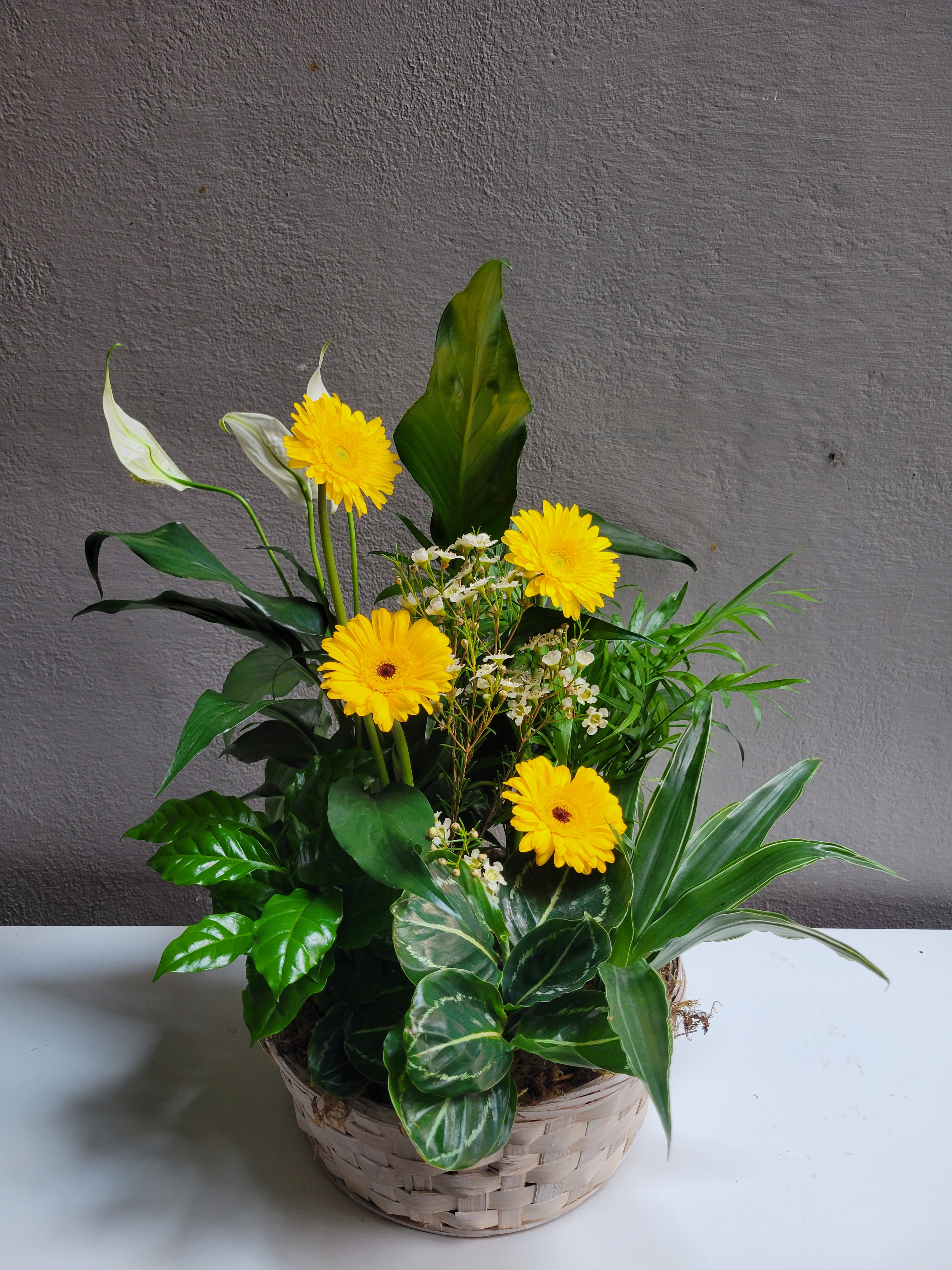 Loving Light Dishgarden