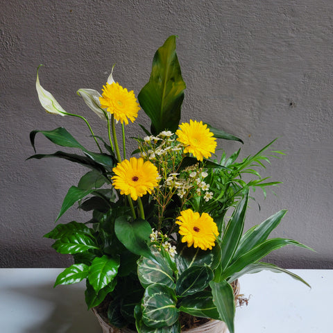 Loving Light Dishgarden