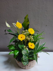 Loving Light Dishgarden