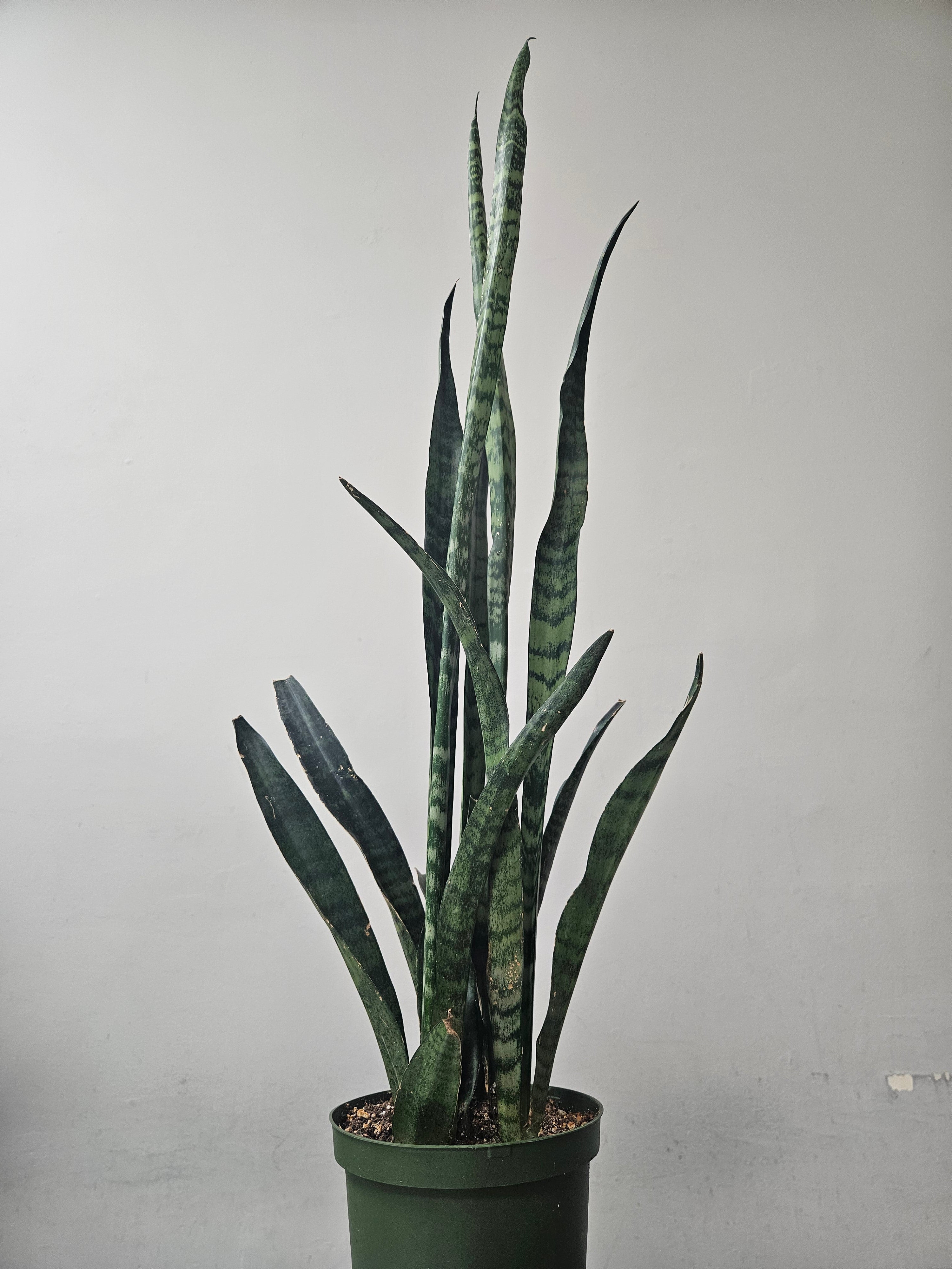 Snake Plant 6