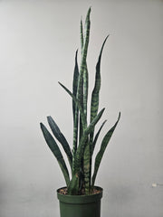 Snake Plant 6