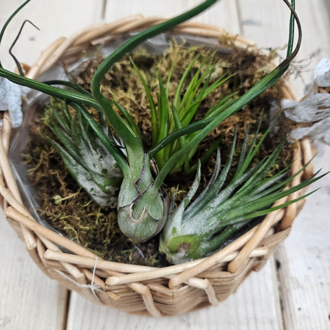 Small air plants