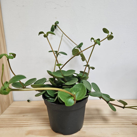 Peperomia Hope 4.5