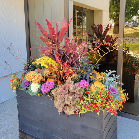 Colorful Autumn outdoor plant