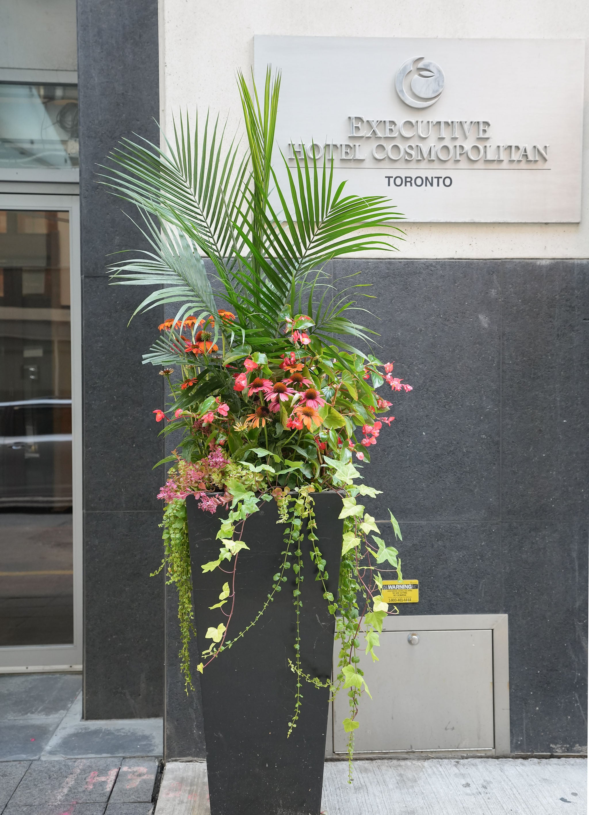 Summer outdoor plant