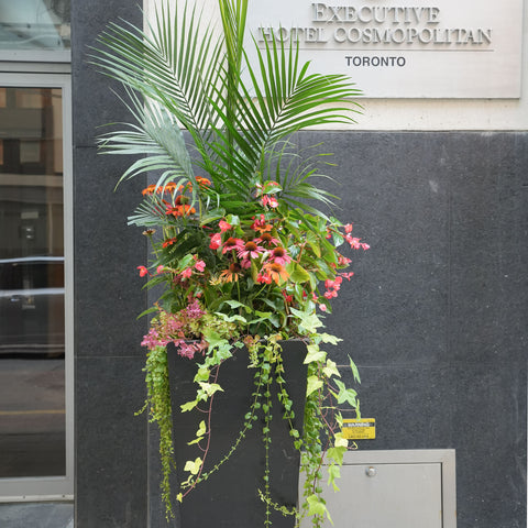 Summer outdoor plant