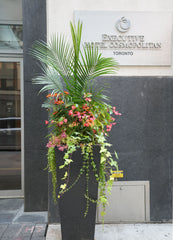 Summer outdoor plant