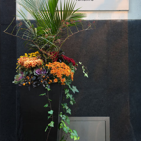 Autumn outdoor plant