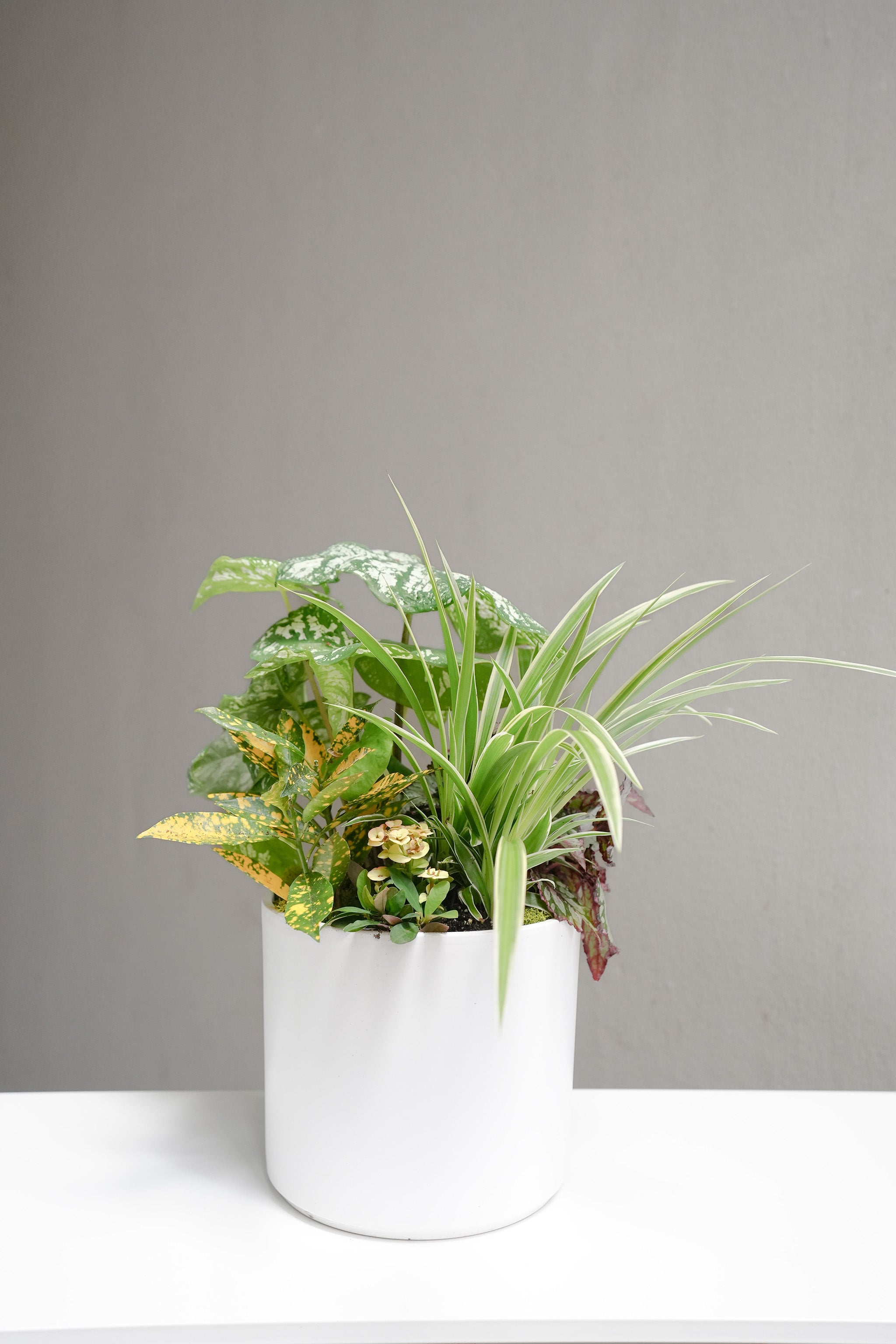 Summer Assorted Plant Arrangement