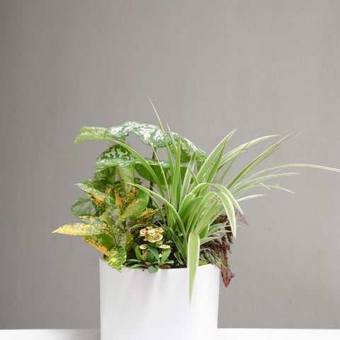 Summer Assorted Plant Arrangement