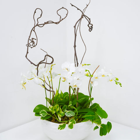Brilliance Orchid Arrangement