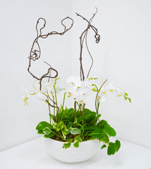 Brilliance Orchid Arrangement