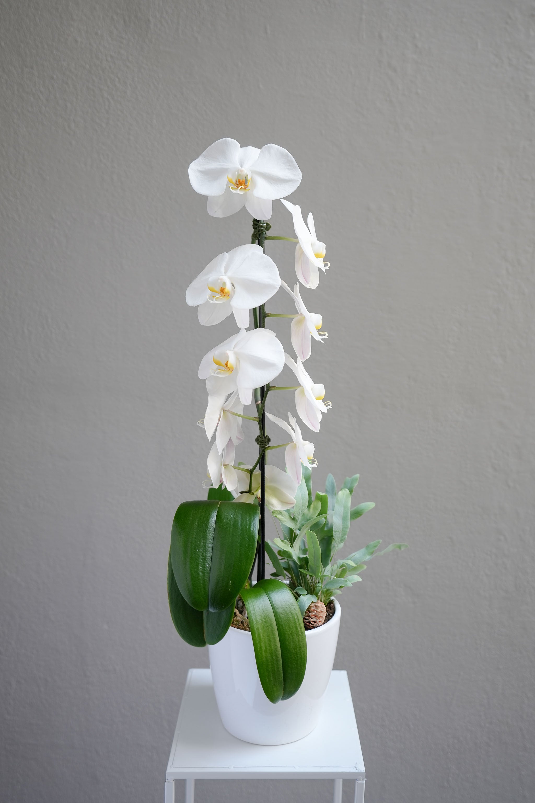 Cheerful White Orchid Arrangement
