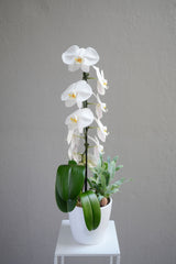 Cheerful White Orchid Arrangement