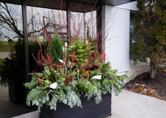 Holiday Miracles Arrangement