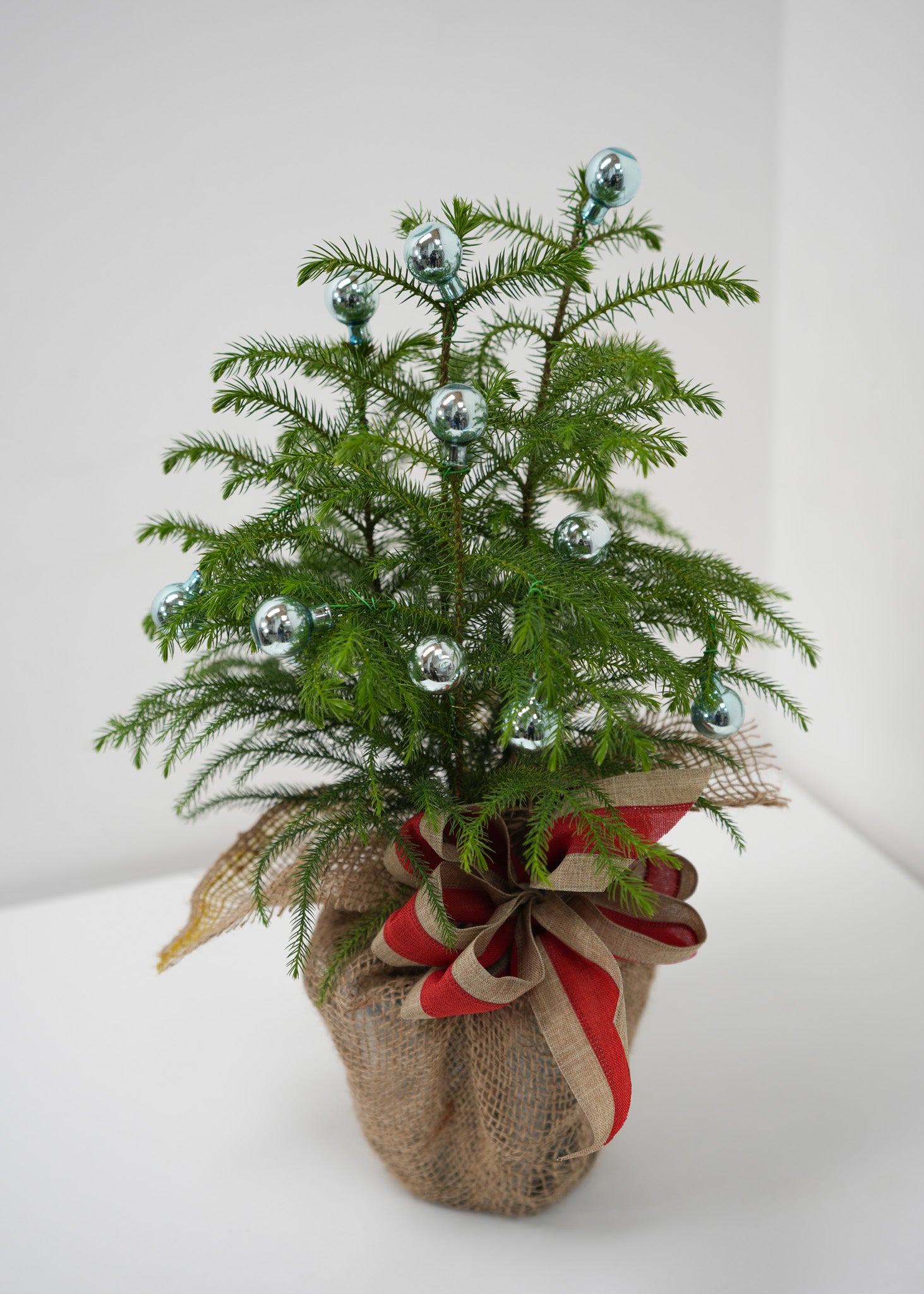 CHANGE TO PLANT NAME!!!