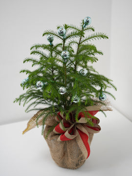 CHANGE TO PLANT NAME!!!