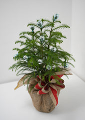 CHANGE TO PLANT NAME!!!