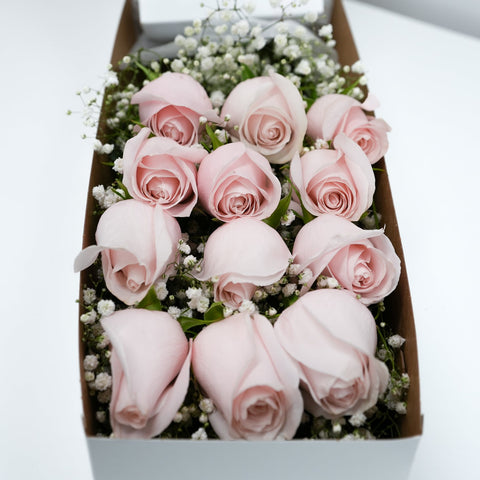 12 Pink Rose with Baby's Breath in a Box