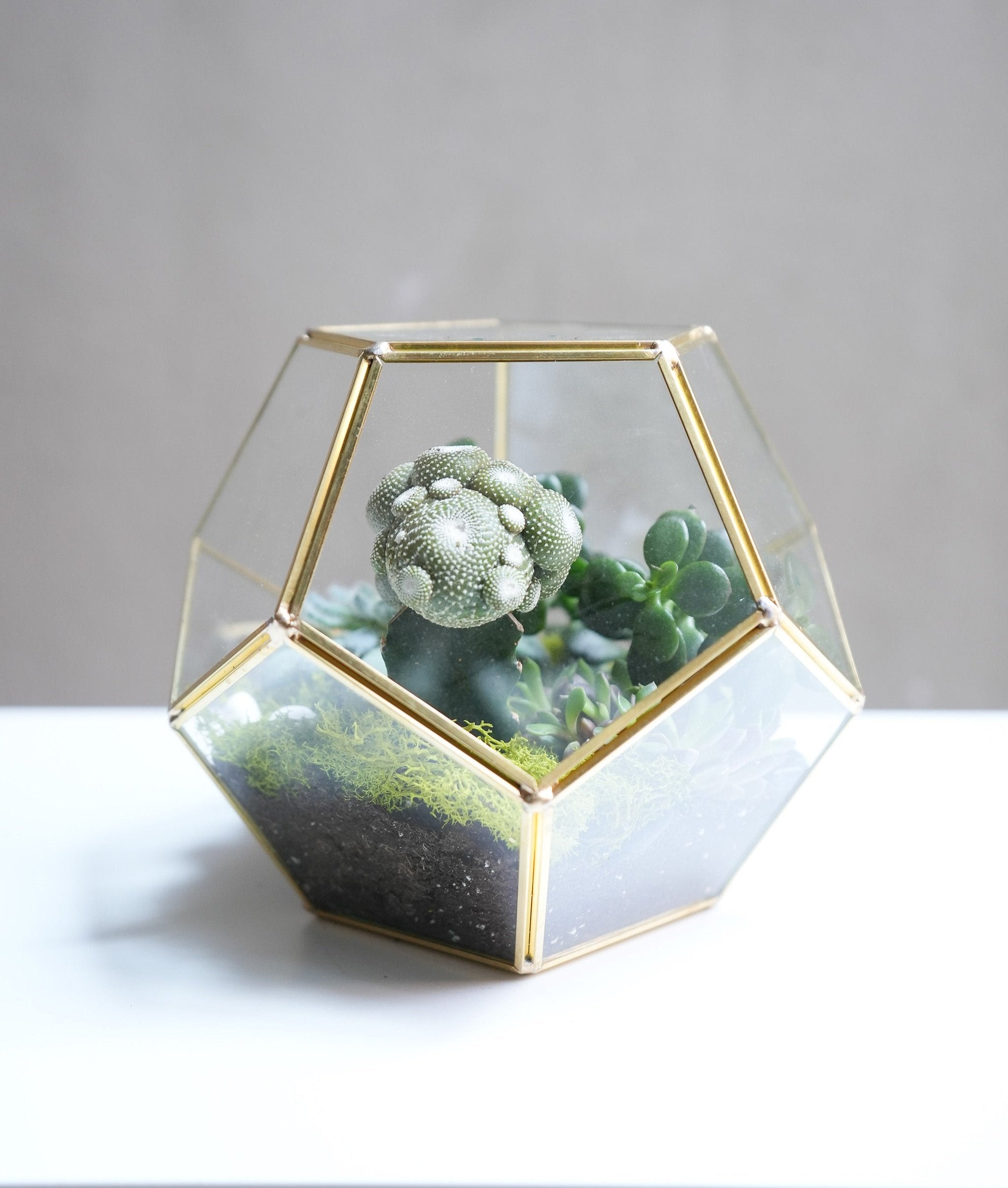 succulent delivery toronto Succulent Terrarium - Flower & Plant Free Delivery