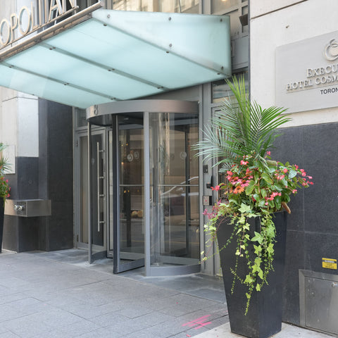 Summer outdoor plant