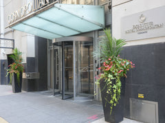 Summer outdoor plant