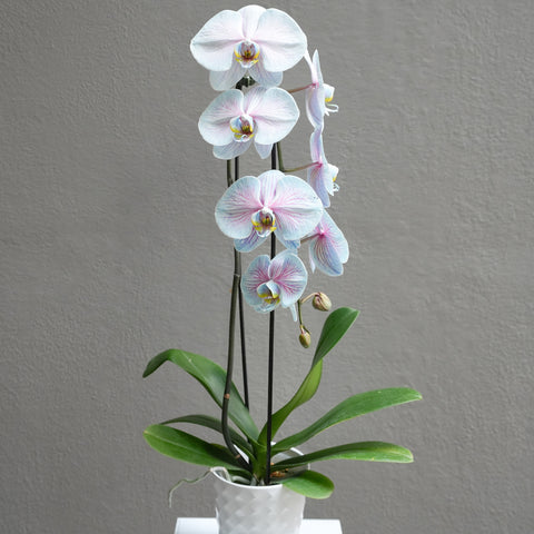 Large Dyed Orchid with pot (Mixed Color)