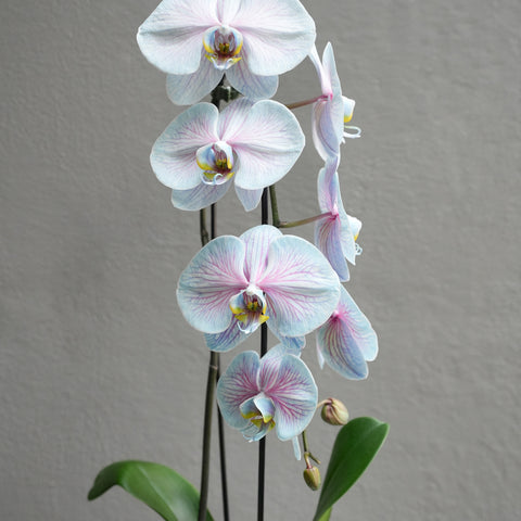 Large Dyed Orchid with pot (Mixed Color)
