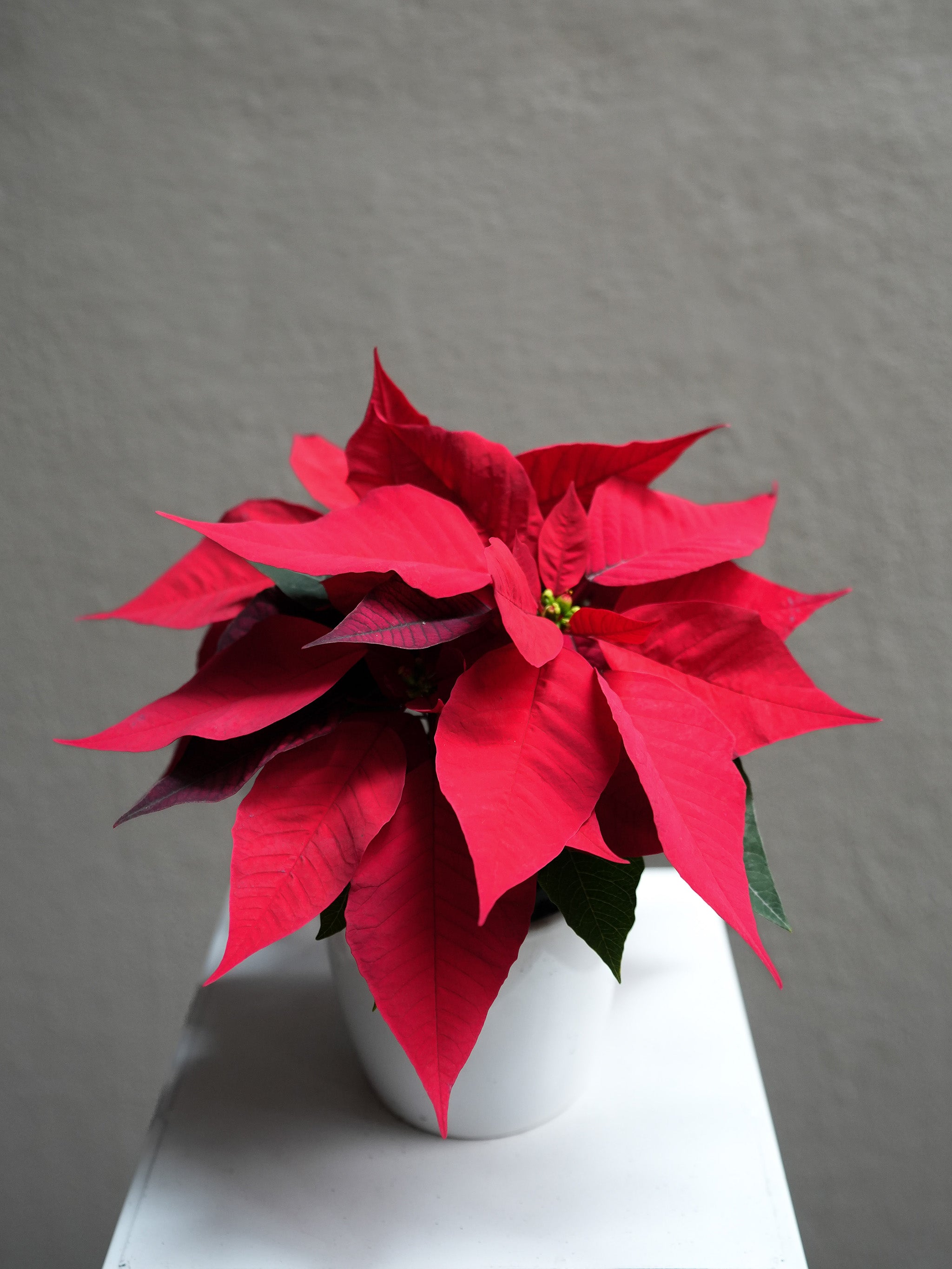 Red Poinsettia (4.5-12