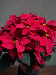 Red Poinsettia (4.5-12