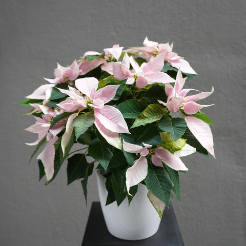 Light Pink Poinsettia 6