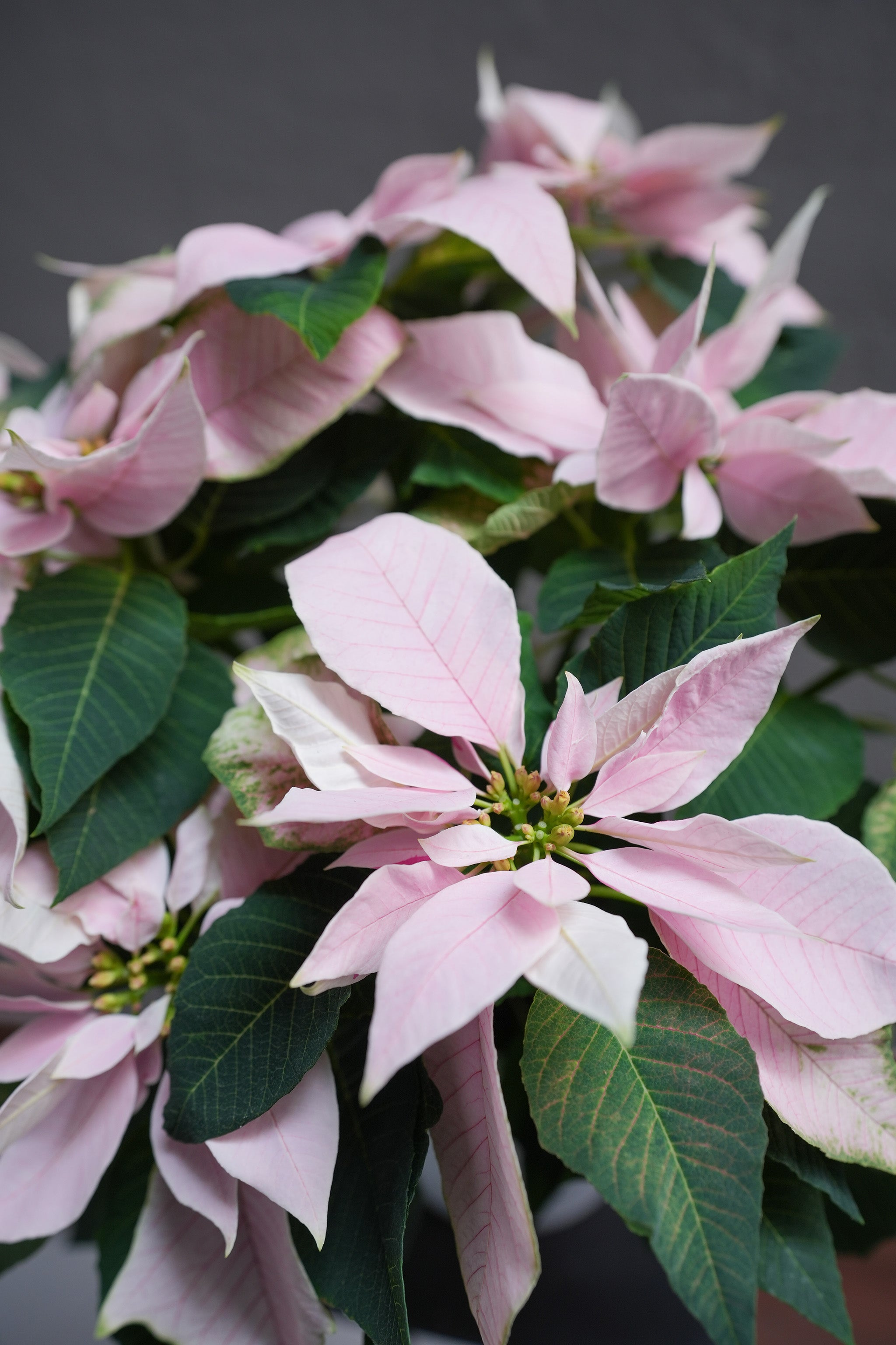 Light Pink Poinsettia 6