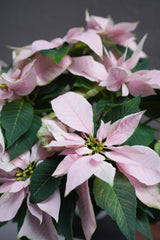 Light Pink Poinsettia 6