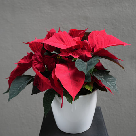 Red Poinsettia (4.5-12