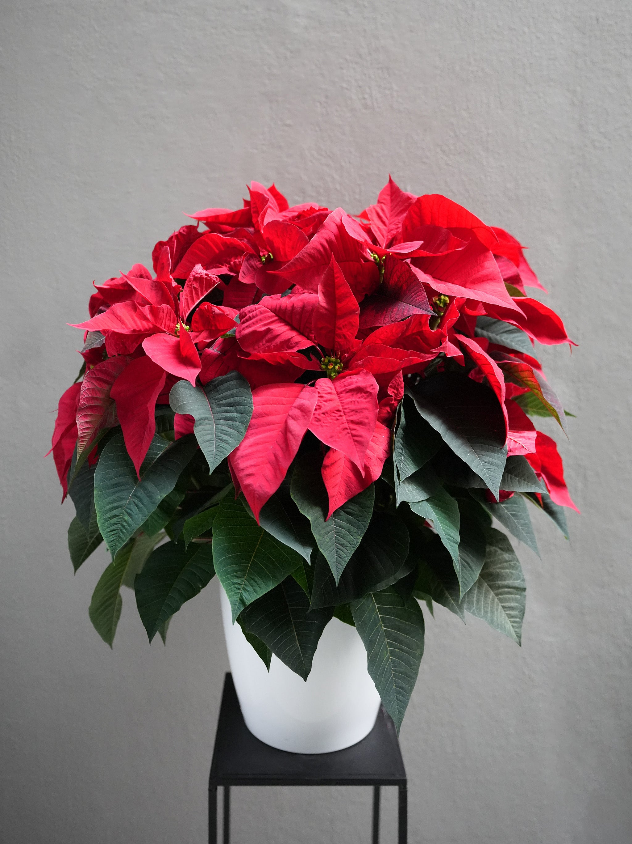 Red Poinsettia (4.5-12