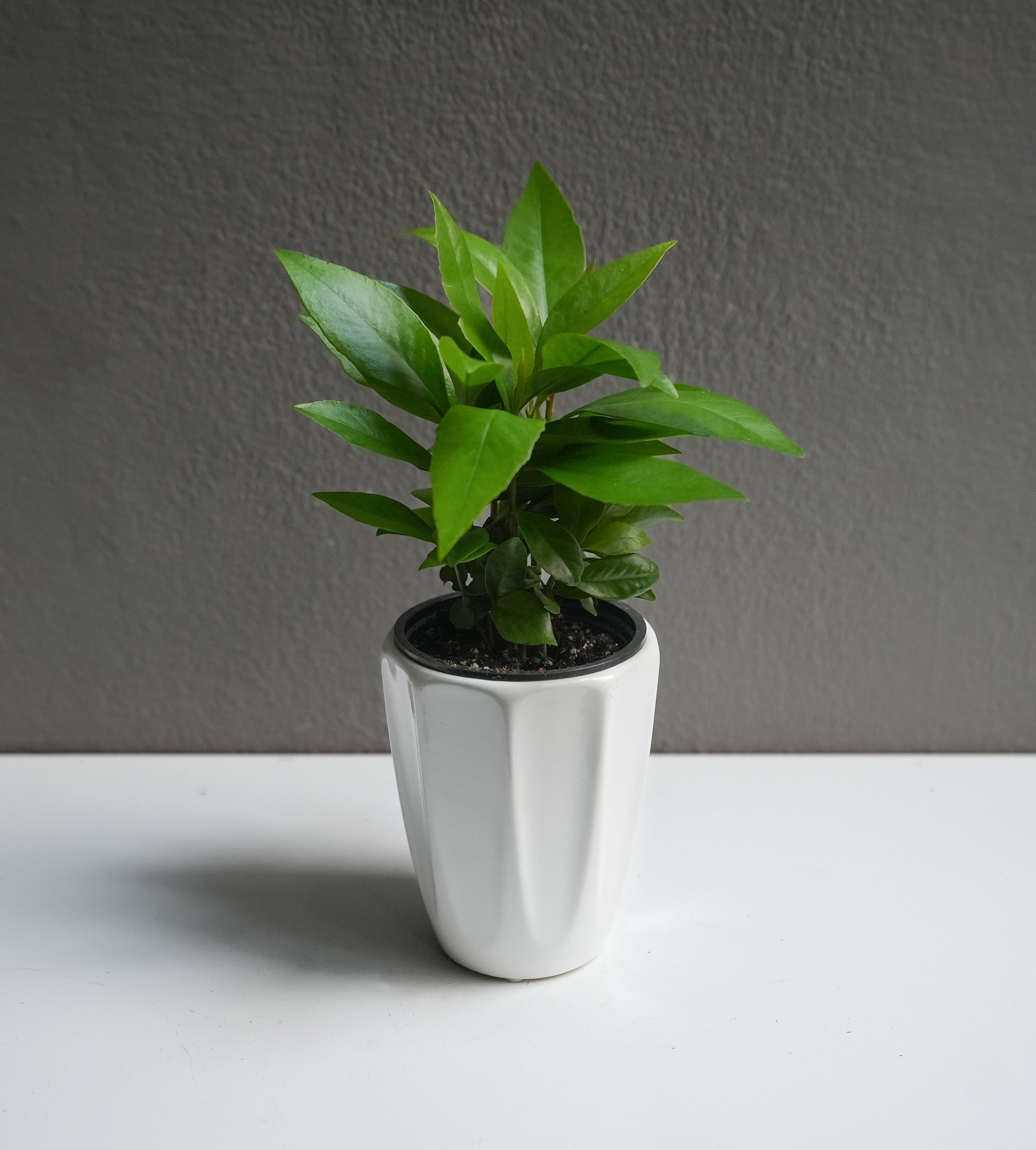 Ardisia Humilis (3.5