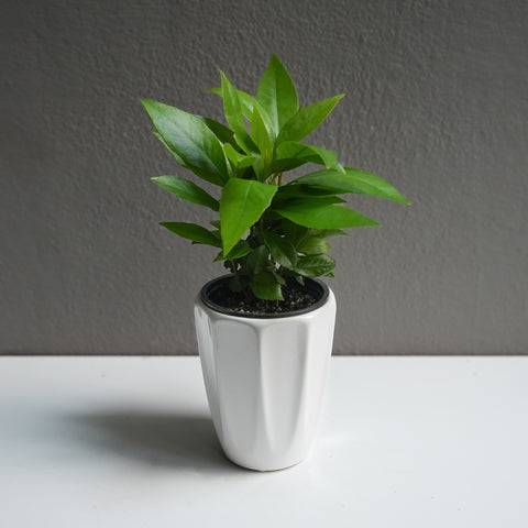 Ardisia Humilis (3.5