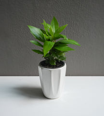 Ardisia Humilis (3.5