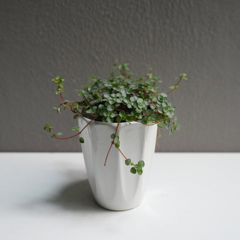 Pilea Glauca (3.5