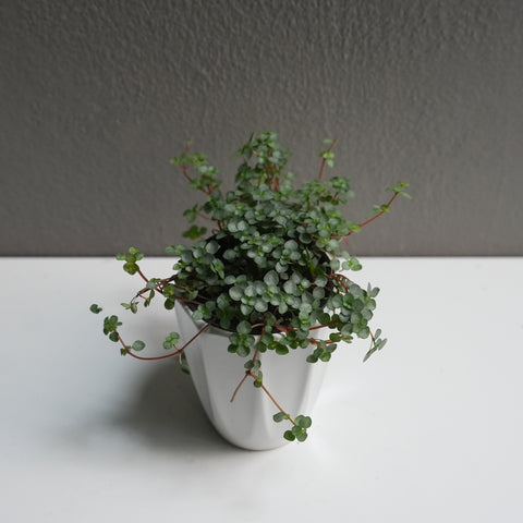 Pilea Glauca (3.5
