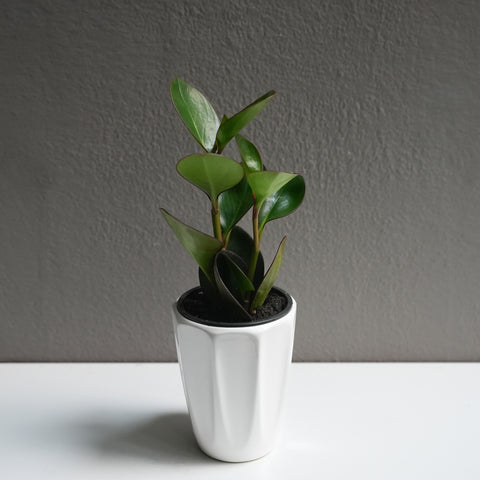 Peperomia Obtusifolia 3.5