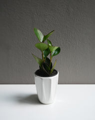 Peperomia Obtusifolia 3.5