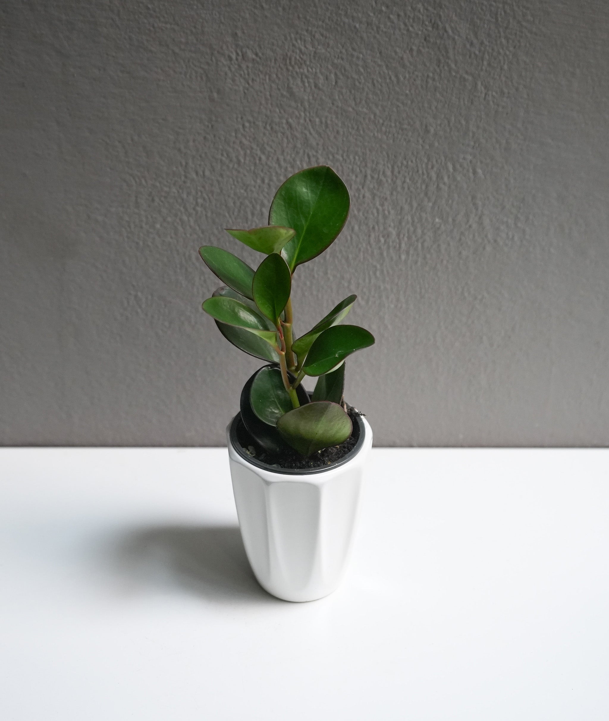 Peperomia Obtusifolia 3.5