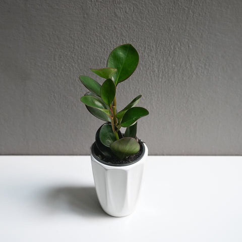 Peperomia Obtusifolia 3.5