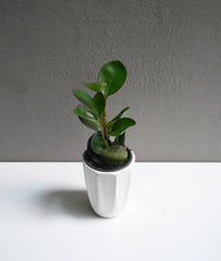 Peperomia Obtusifolia 3.5
