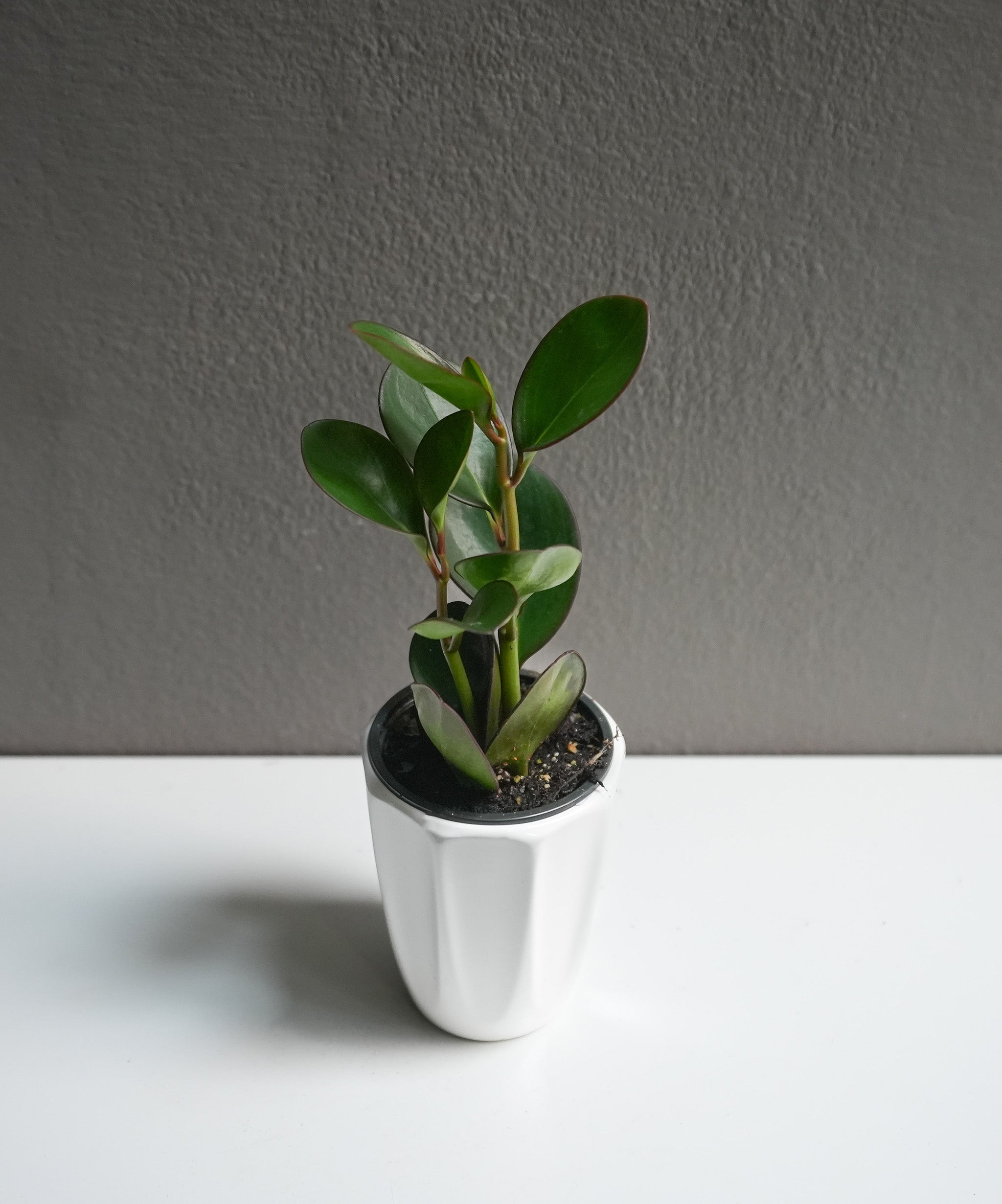 Peperomia Obtusifolia 3.5