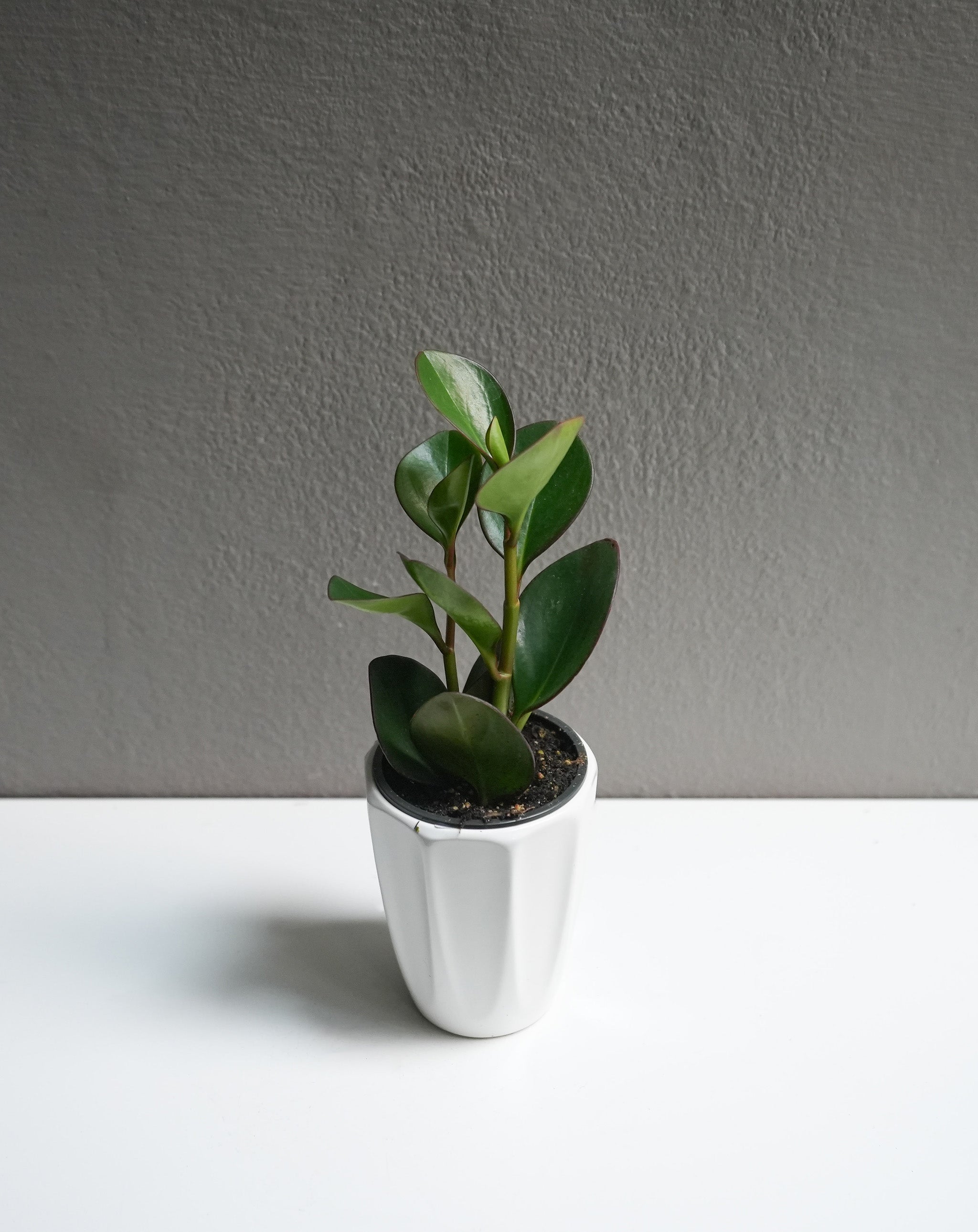 Peperomia Obtusifolia 3.5